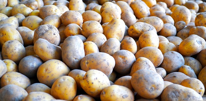 Ako sadiť zemiaky na poli